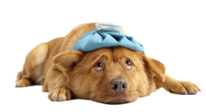 Veterinary Hospital